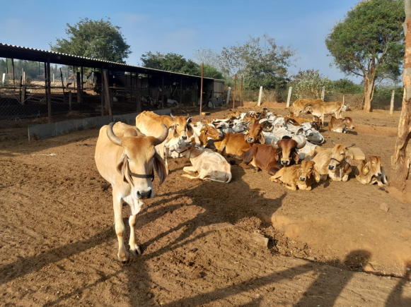 Shri Ramakrishna Goushala Trust: A Sanctuary of Compassion